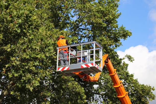 Best Commercial Tree Services  in Julian, CA